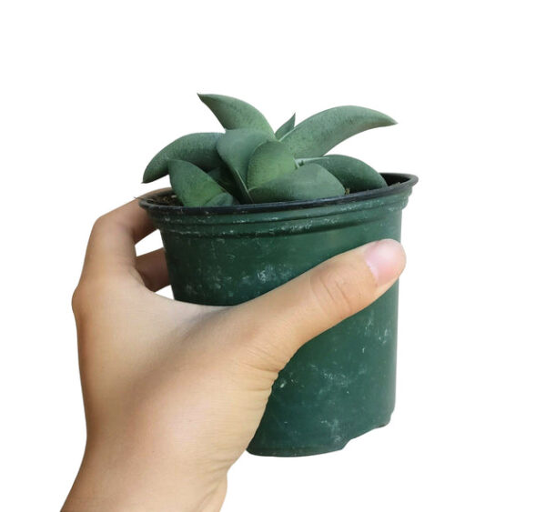 Gasteria Ox Tongue Succulent - Image 5