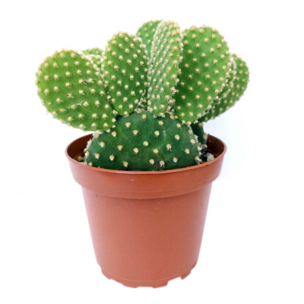 Golden Angel Wing Cactus - Image 5