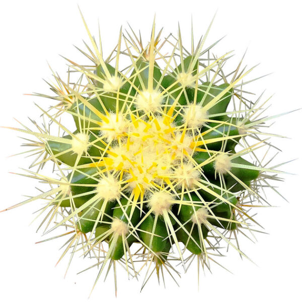 Golden Barrel Cactus - Image 2