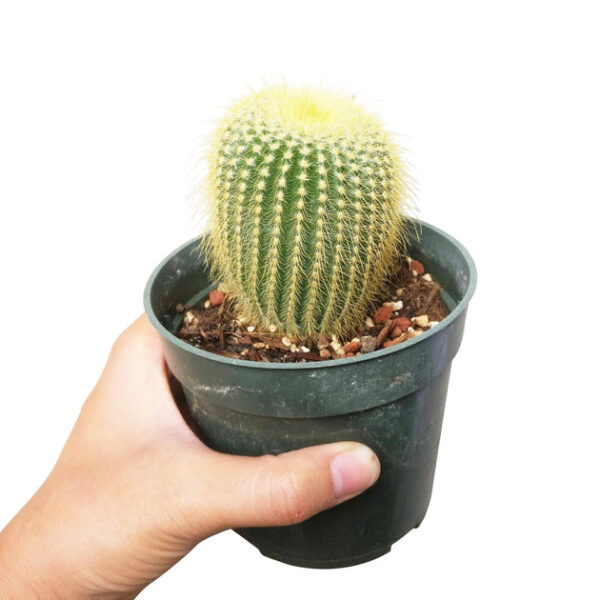 Golden Ball Cactus Echinocactus - Image 2