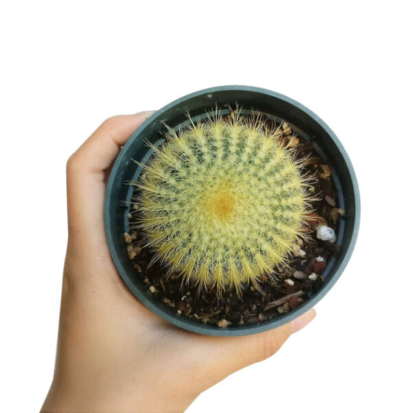 Golden Ball Cactus Echinocactus - Image 6