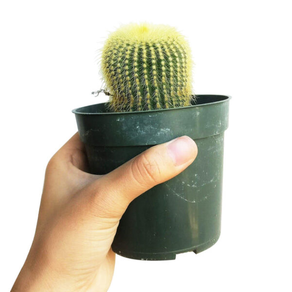 Golden Ball Cactus Echinocactus - Image 5