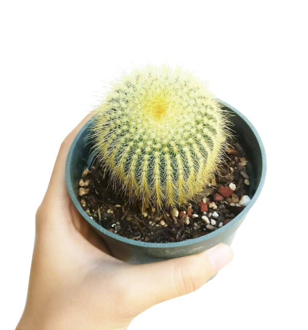 Golden Ball Cactus Echinocactus - Image 4