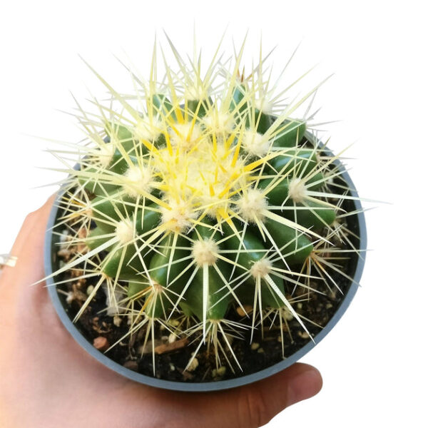 Golden Barrel Cactus - Image 4