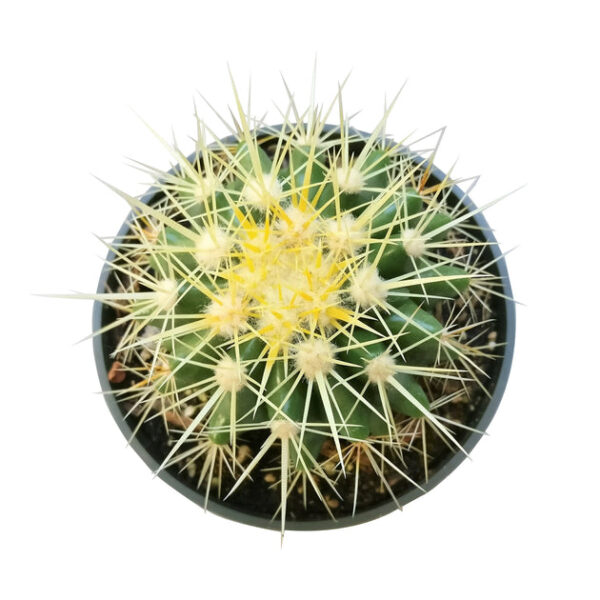 Golden Barrel Cactus - Image 5