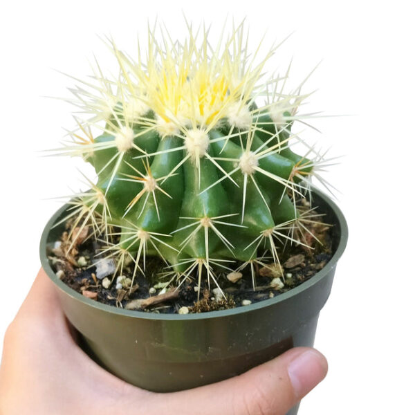 Golden Barrel Cactus - Image 6