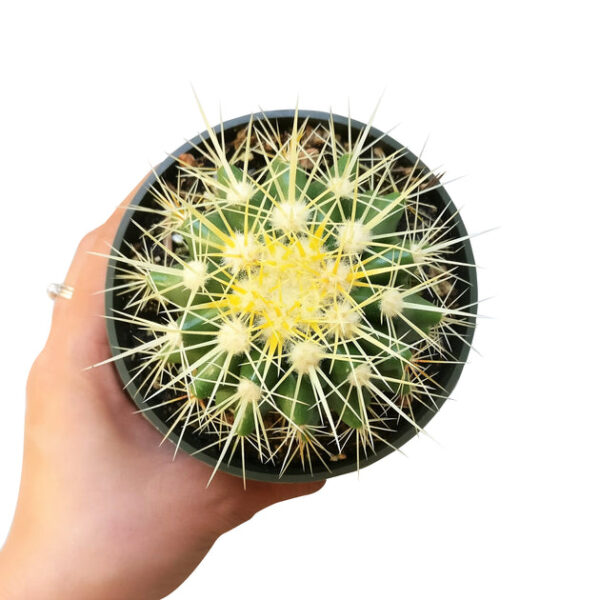Golden Barrel Cactus - Image 7