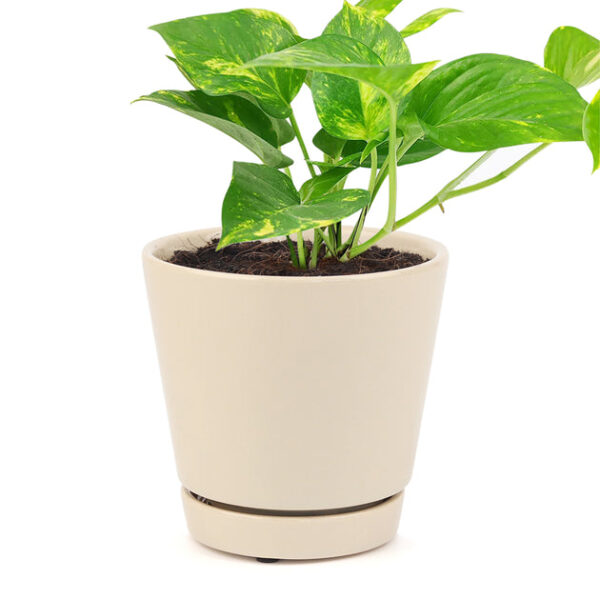 Golden Pothos - Image 8