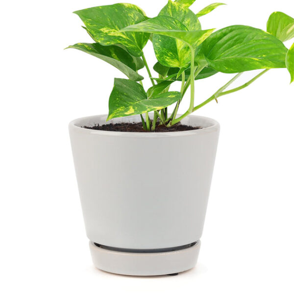 Golden Pothos - Image 9