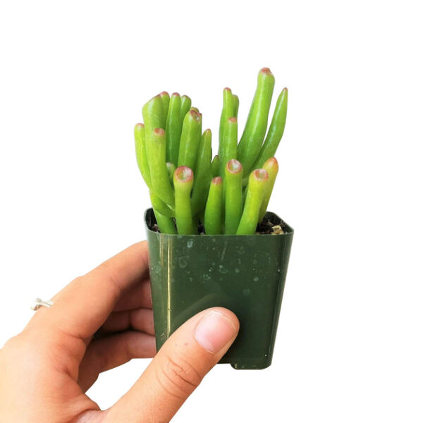 Gollum Jade Crassula - Image 6