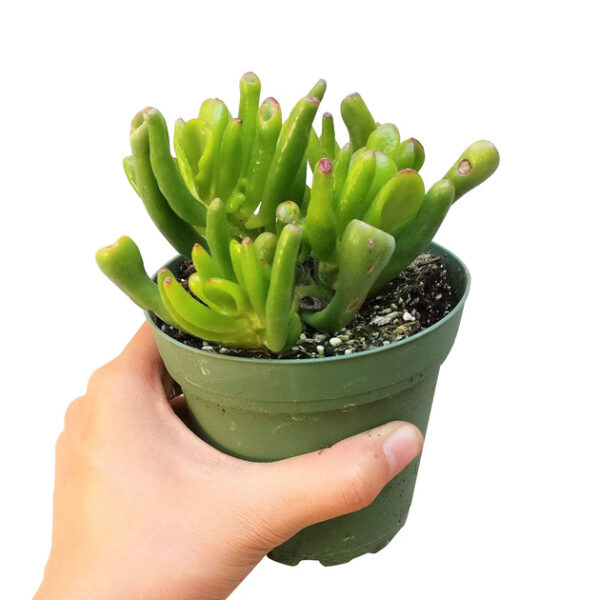 Gollum Jade Crassula - Image 7