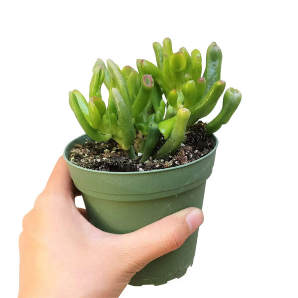 Gollum Jade Crassula - Image 8