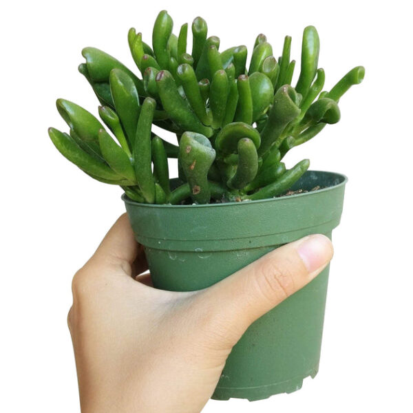 Gollum Jade Crassula - Image 9