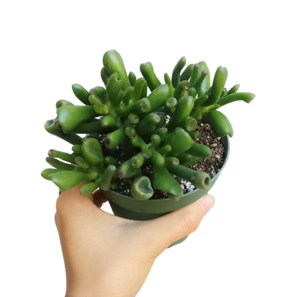 Gollum Jade Crassula - Image 4