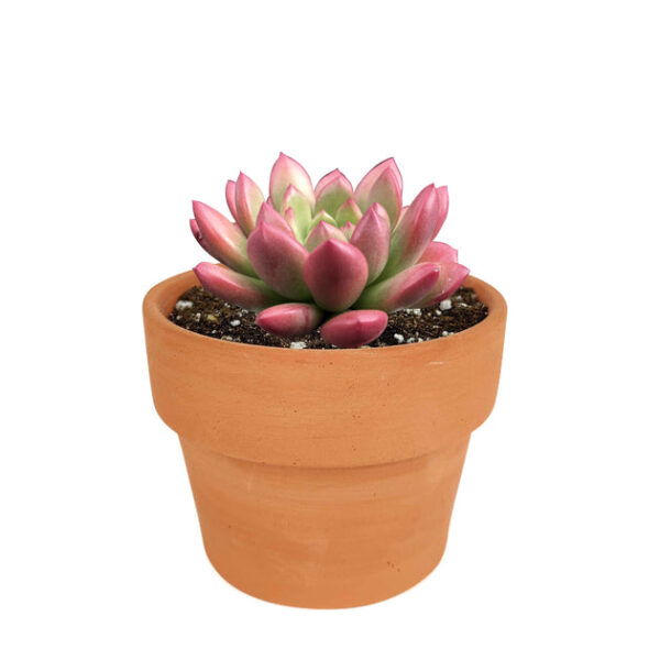 Graptoveria Bashful - Image 8
