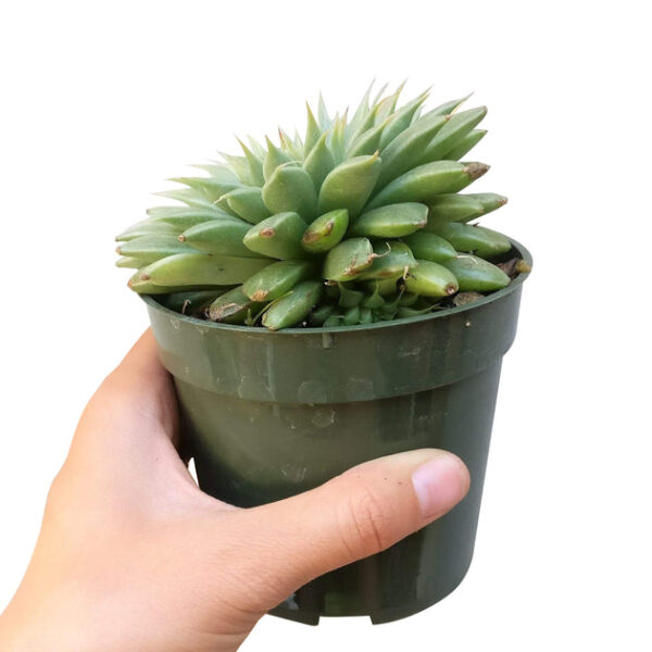 Graptoveria Silver Star - Image 9