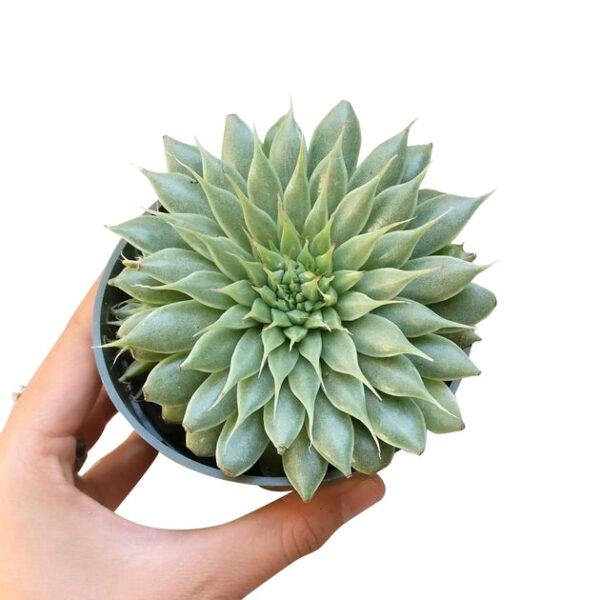 Graptoveria Silver Star - Image 8