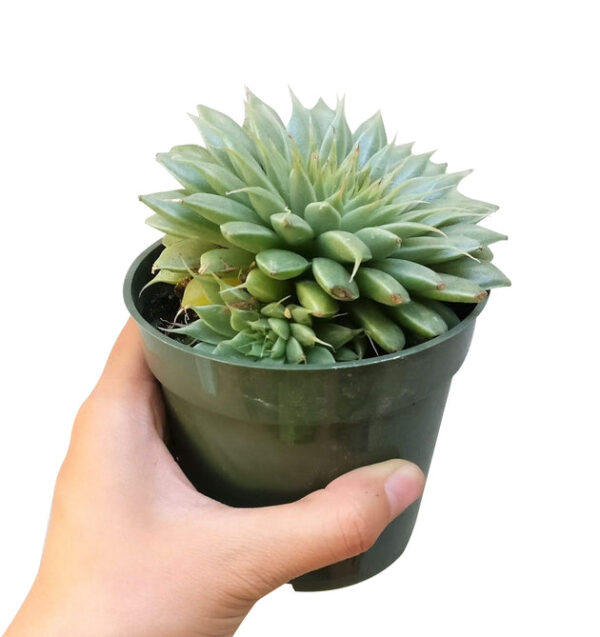 Graptoveria Silver Star - Image 7