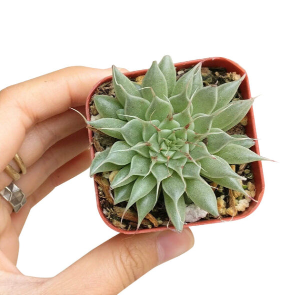 Graptoveria Silver Star - Image 6