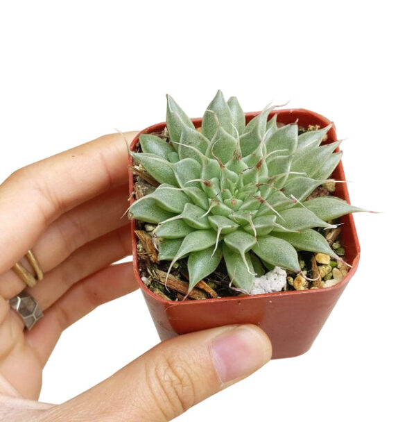 Graptoveria Silver Star - Image 5