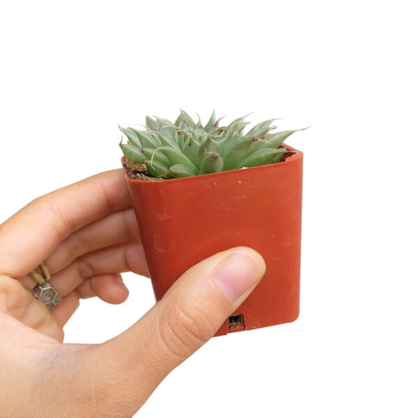 Graptoveria Silver Star - Image 4