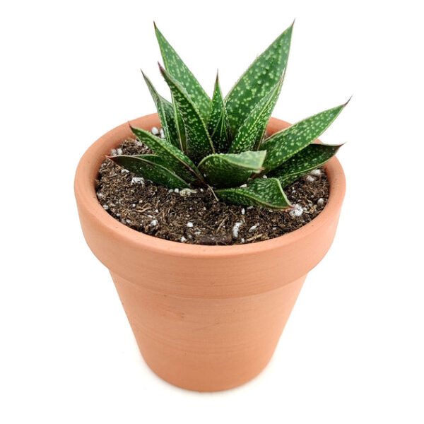 Gasteria Flow Spiky Aloe - Image 9