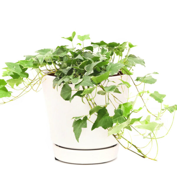 Glacier English Ivy - Image 5