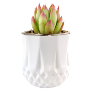 Golden Edge Pot