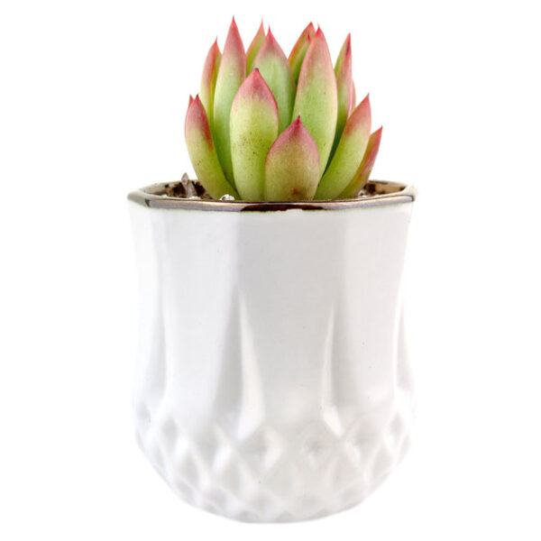 Golden Edge Pot
