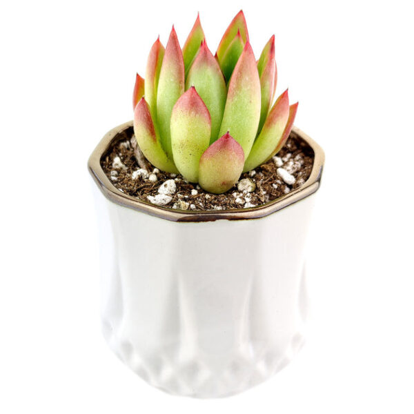 Golden Edge Pot - Image 2