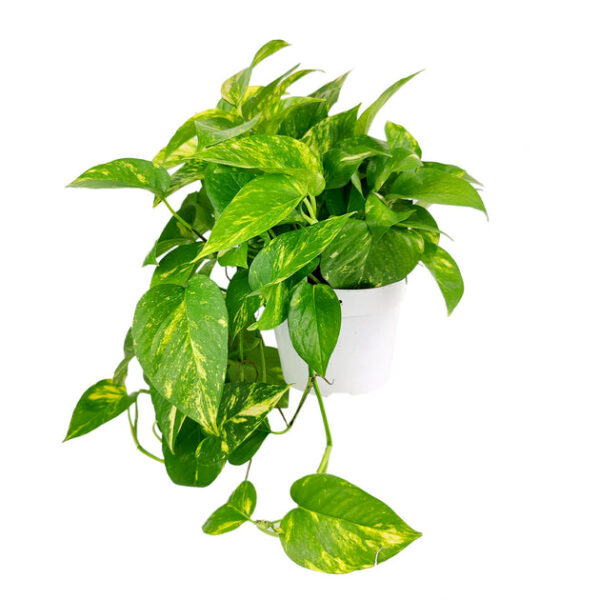 Golden Pothos - Image 5