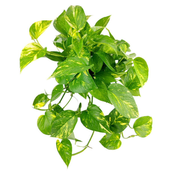 Golden Pothos - Image 6