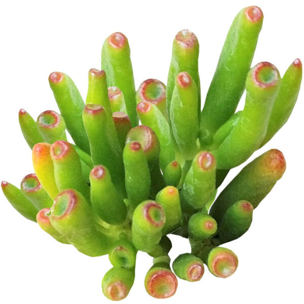 Gollum Jade Crassula - Image 2