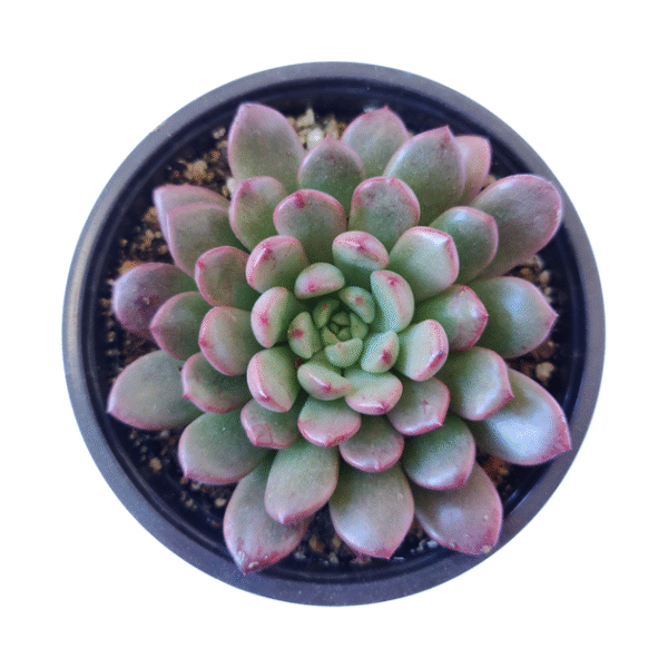 Graptoveria Bashful - Image 6