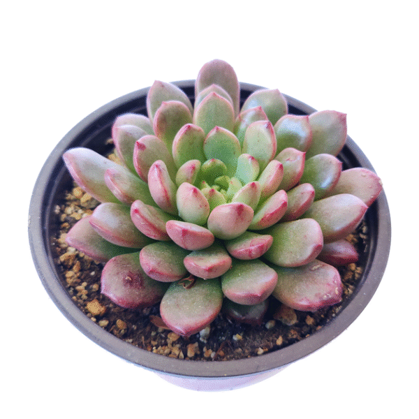 Graptoveria Bashful - Image 2