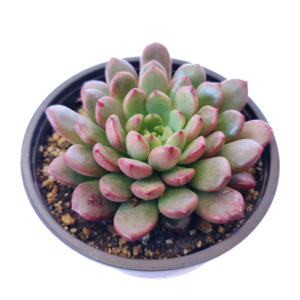 Graptoveria Bashful - Image 3