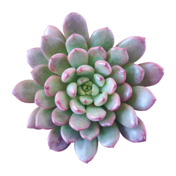 Graptoveria Bashful - Image 4