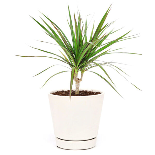 Small size Dracaena Marginata - Image 3