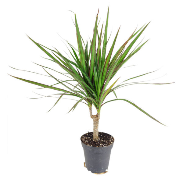 Small size Dracaena Marginata - Image 2
