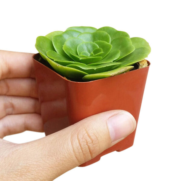 Aeonium Green Platters - Image 5