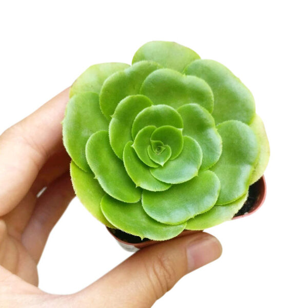Aeonium Green Platters - Image 7