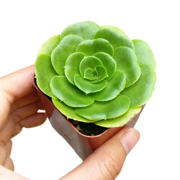 Aeonium Green Platters - Image 6