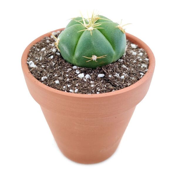 Gymnocalycium Horstii Ssp. Buenekeri Cactus - Image 3