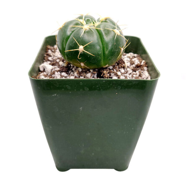 Gymnocalycium Horstii Ssp. Buenekeri Cactus - Image 2