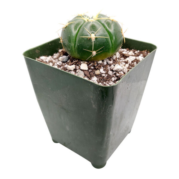 Gymnocalycium Horstii Ssp. Buenekeri Cactus - Image 6