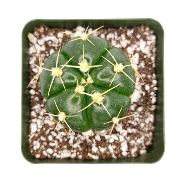 Gymnocalycium Horstii Ssp. Buenekeri Cactus - Image 4
