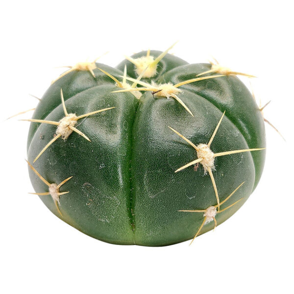 Gymnocalycium Horstii Ssp. Buenekeri Cactus - Image 5