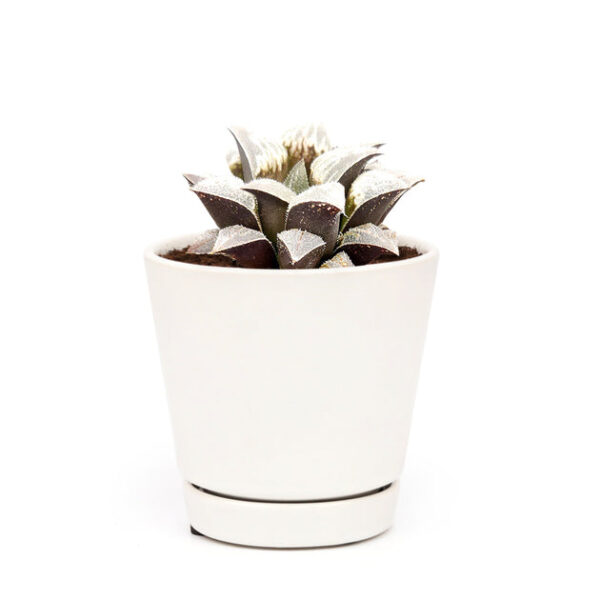 Haworthia emelyae var. Major - Image 8