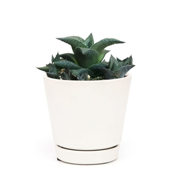 Haworthia Venosa Succulent - Image 8
