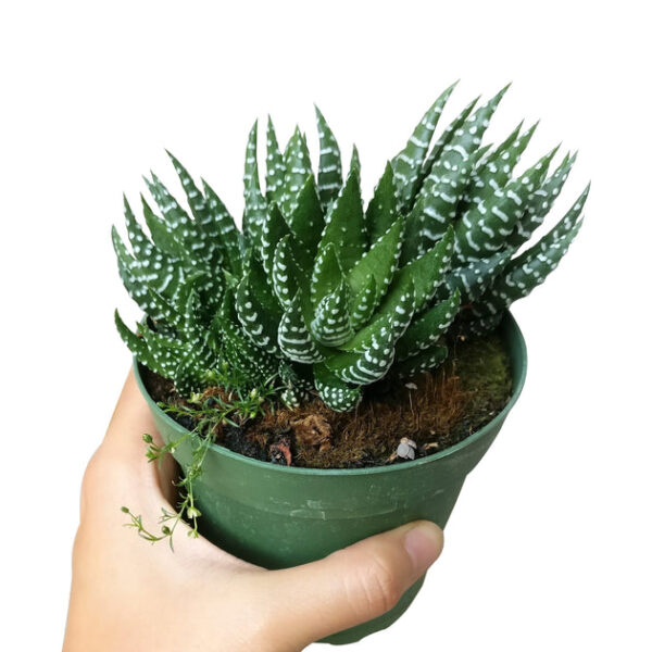 Haworthia Pumila African Pearl - Image 5